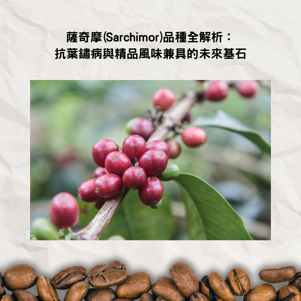 74110, 74112, 74158：衣索比亞精品咖啡的「數字英雄」 | AMARE阿曼蕾咖啡烘焙館